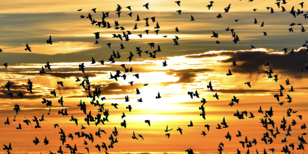 giornata mondiale degli uccelli migratori 2022