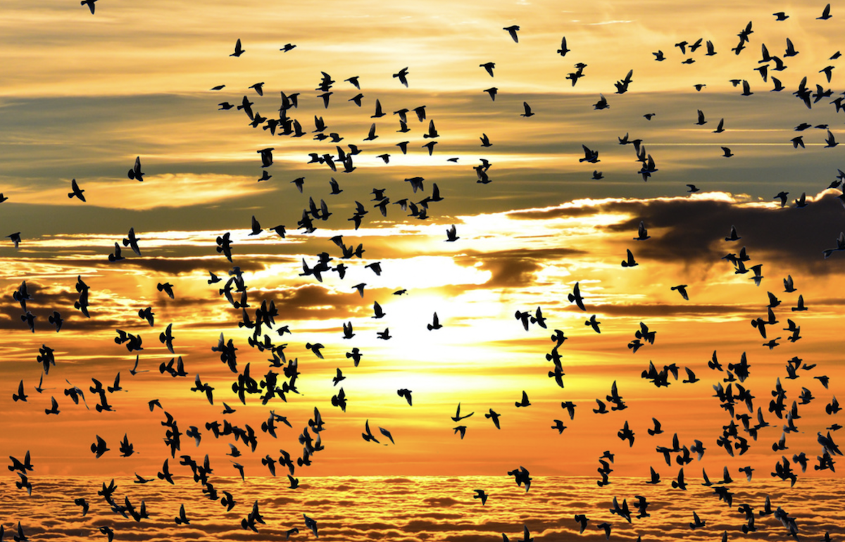 giornata mondiale degli uccelli migratori 2022