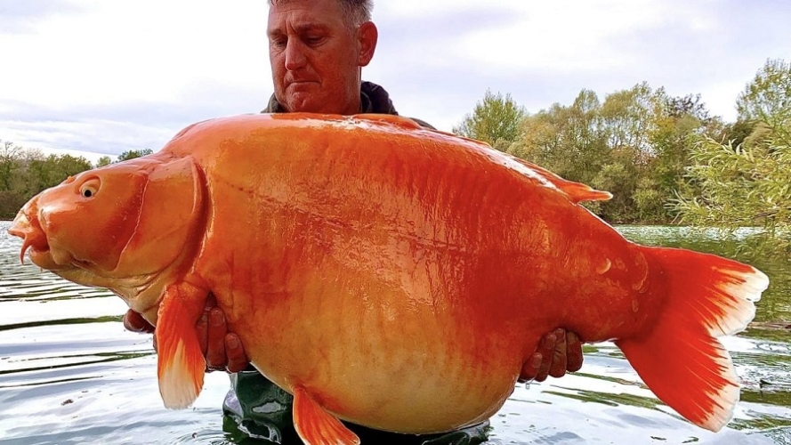 Pesce-rosso-gigante-889x500.jpg
