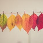foglie autunnali colori