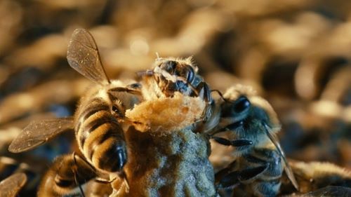 Un mondo in pericolo - More than Honey