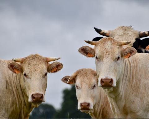 emissioni metano industria carne