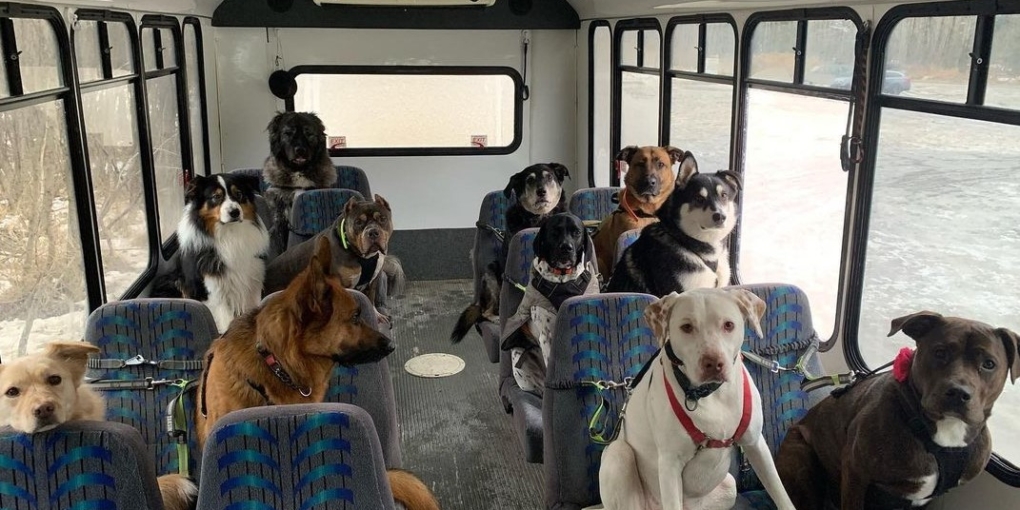 autobus per cani