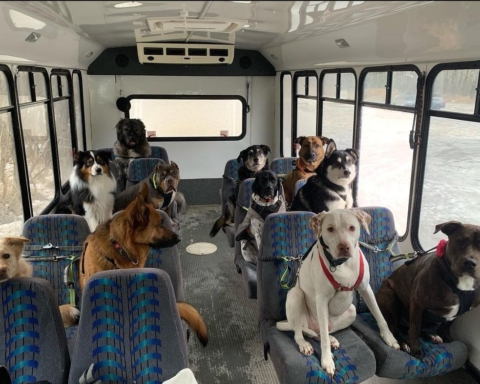 autobus per cani