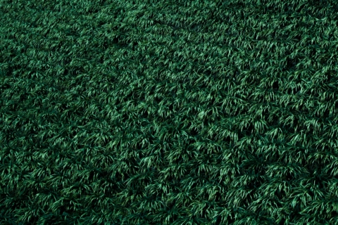 Perché l erba sintetica di green ha solo il colore