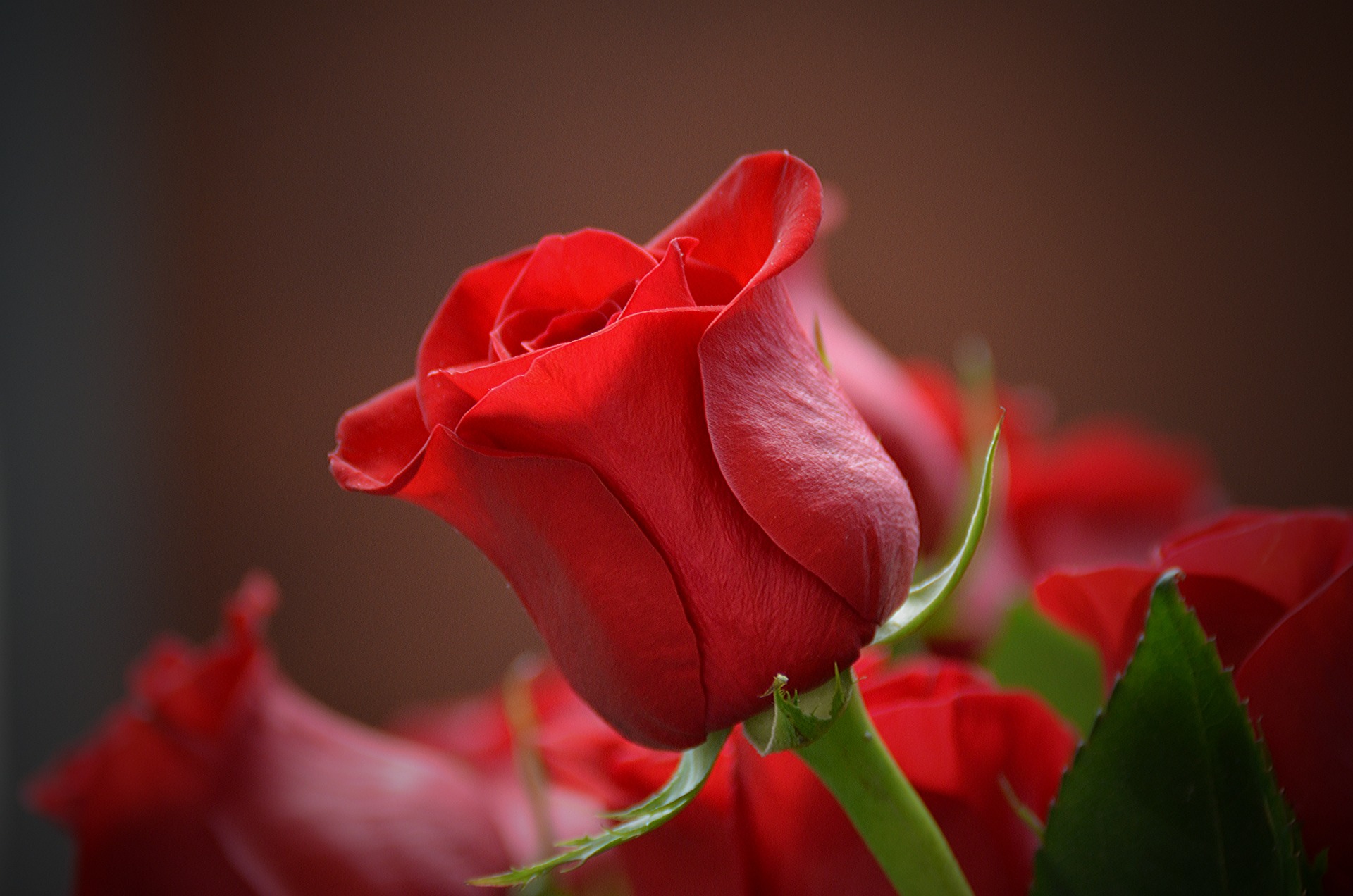 rosa pianta san valentino