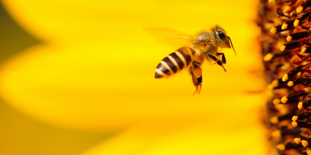 giornata mondiale delle api 2023