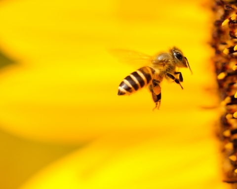 giornata mondiale delle api 2023
