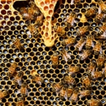 api come bioindicatori