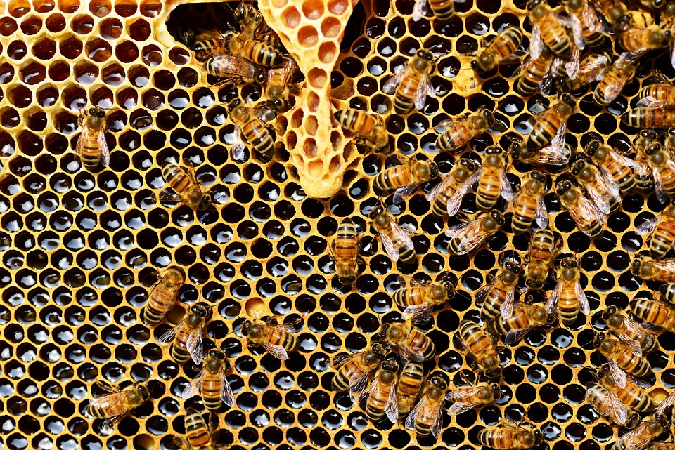 api come bioindicatori