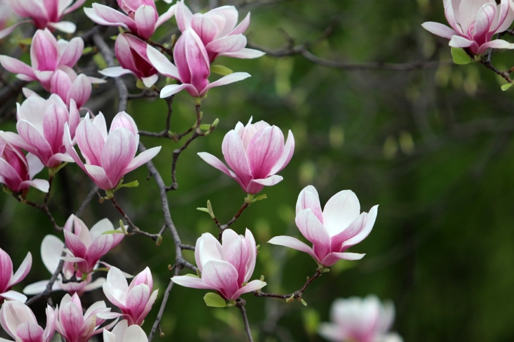magnolia-750x500.jpeg