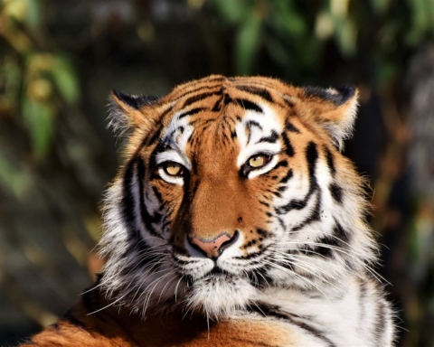 Giornata Mondiale della Tigre