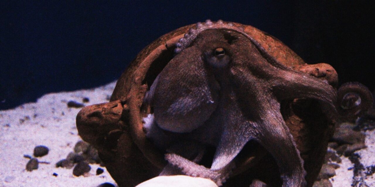 allevamenti intensivi di polpi Ban Octopus Farming