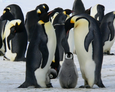 strage di pinguini in Antartide
