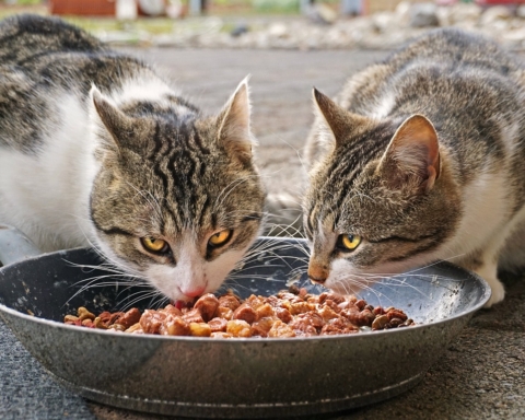 alimenti per gatti