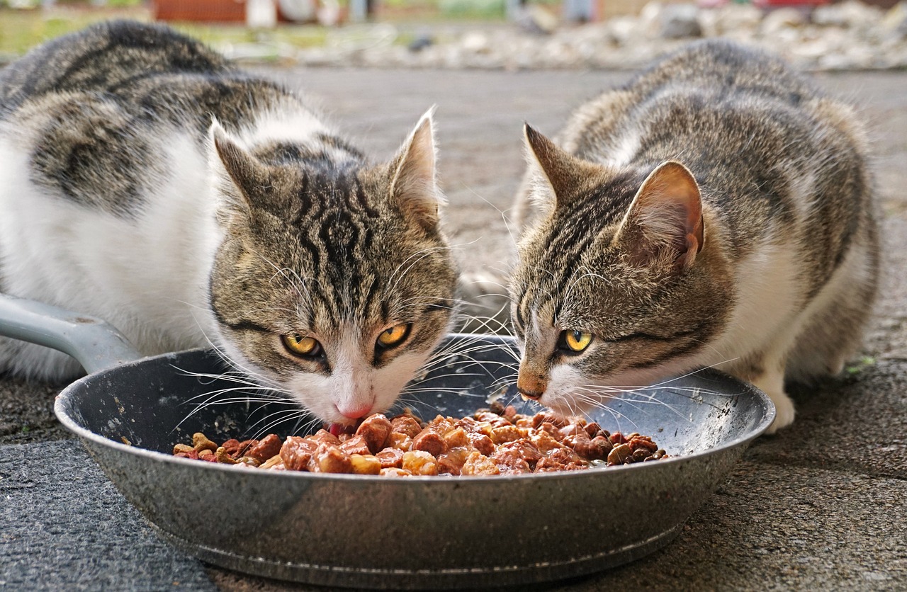 alimenti per gatti