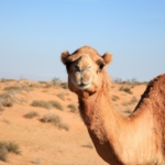 Anno Internazionale dei Camelidi