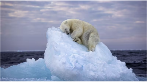 Giornata Mondiale orso polare 2024