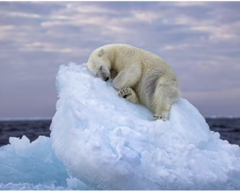 Giornata Mondiale orso polare 2024