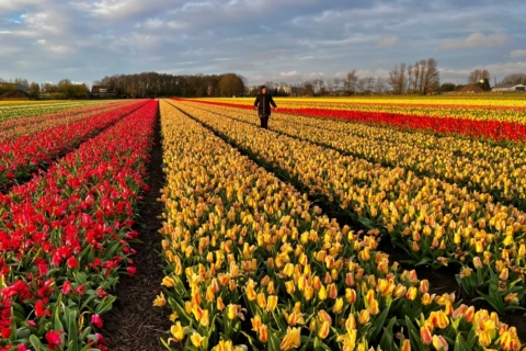 vedere i tulipani in olanda quando come dove
