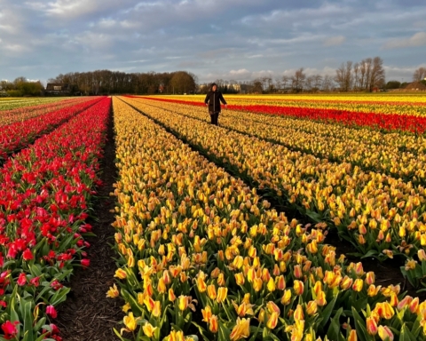 vedere i tulipani in olanda quando come dove