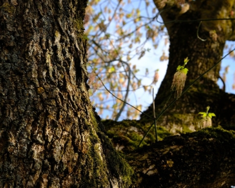 Impatto del cambiamento climatico sugli alberi europei