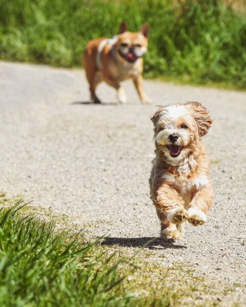 classifica città pet friendly 2026