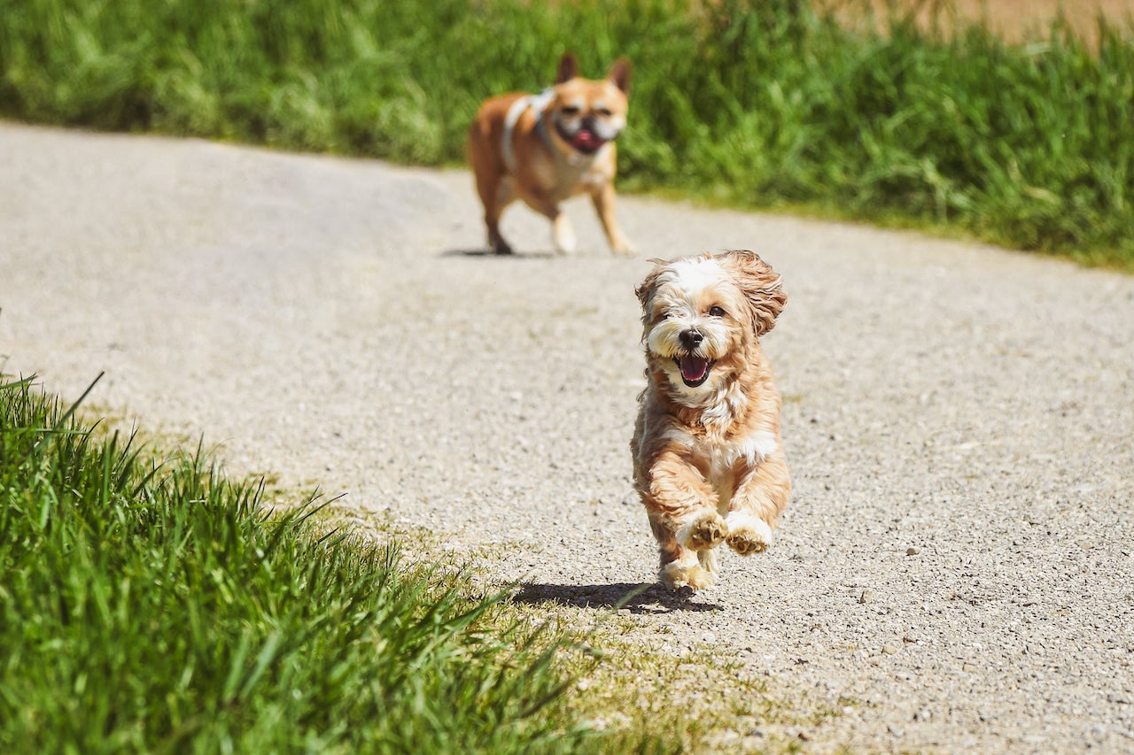 classifica città pet friendly 2026
