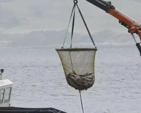 allevamenti salmone in Scozia