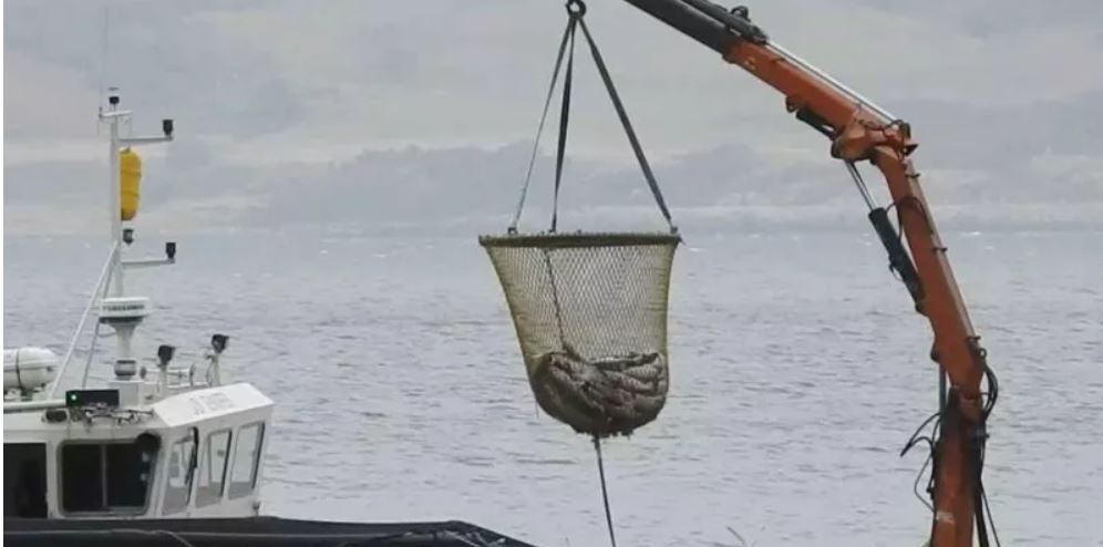 allevamenti salmone in Scozia