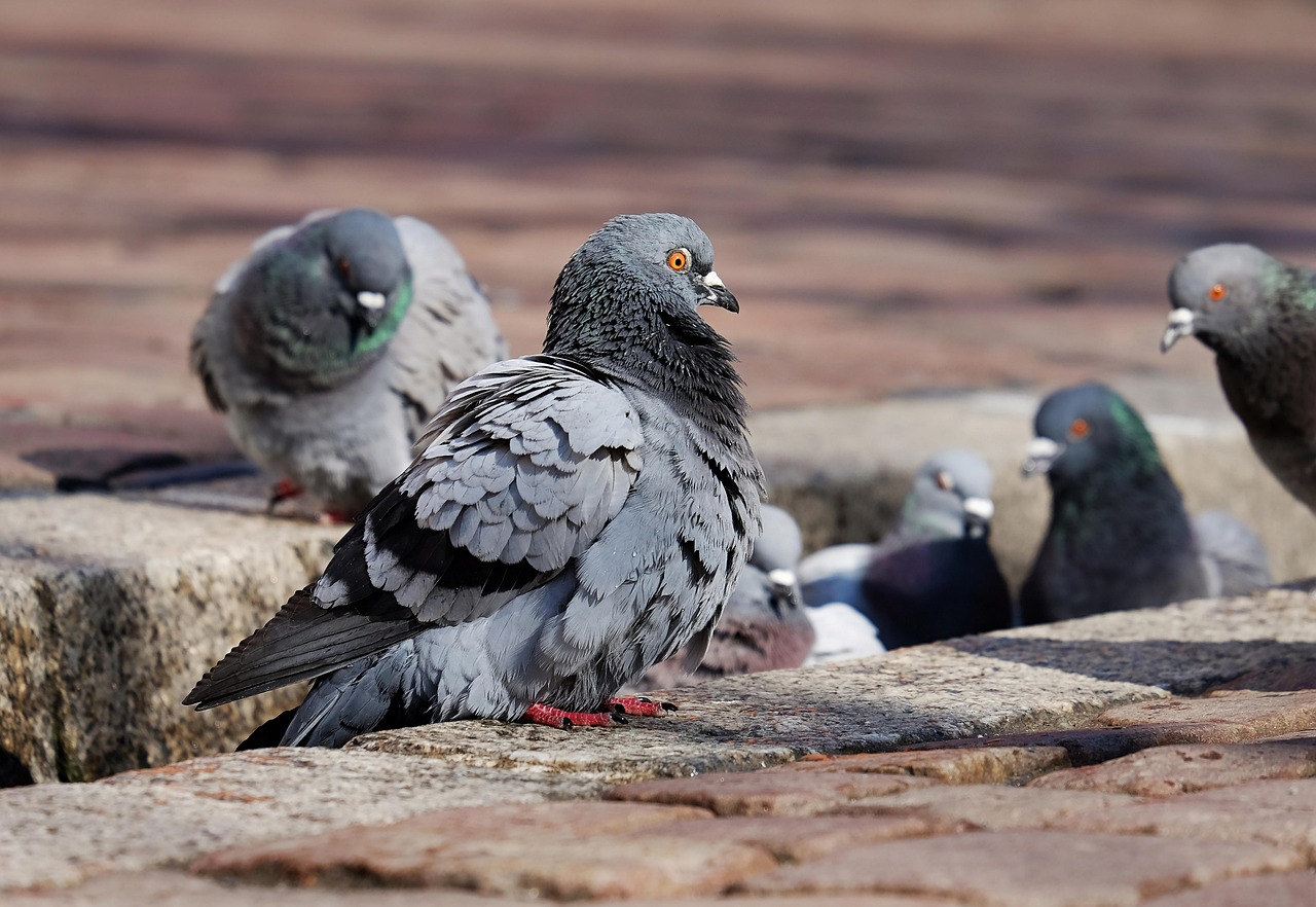 Piccioni in città