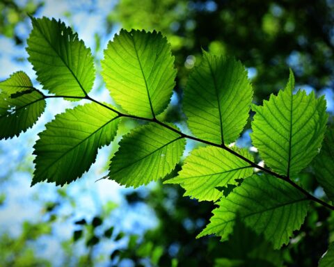 greenwashing nuove regole
