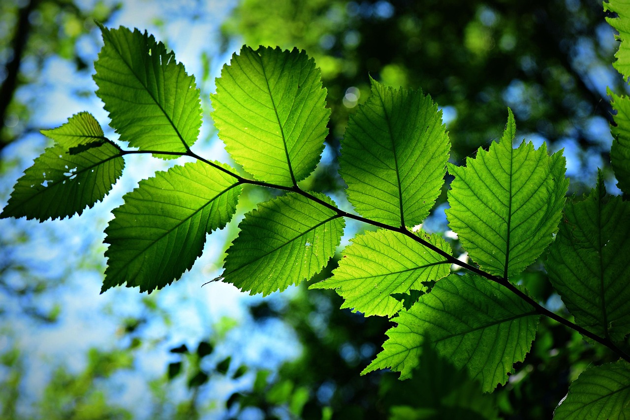 greenwashing nuove regole