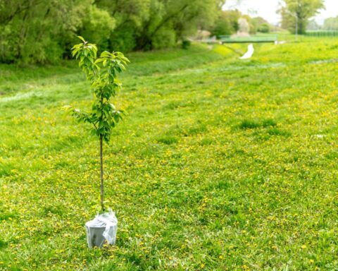 alberi contro il cambiamento climatico