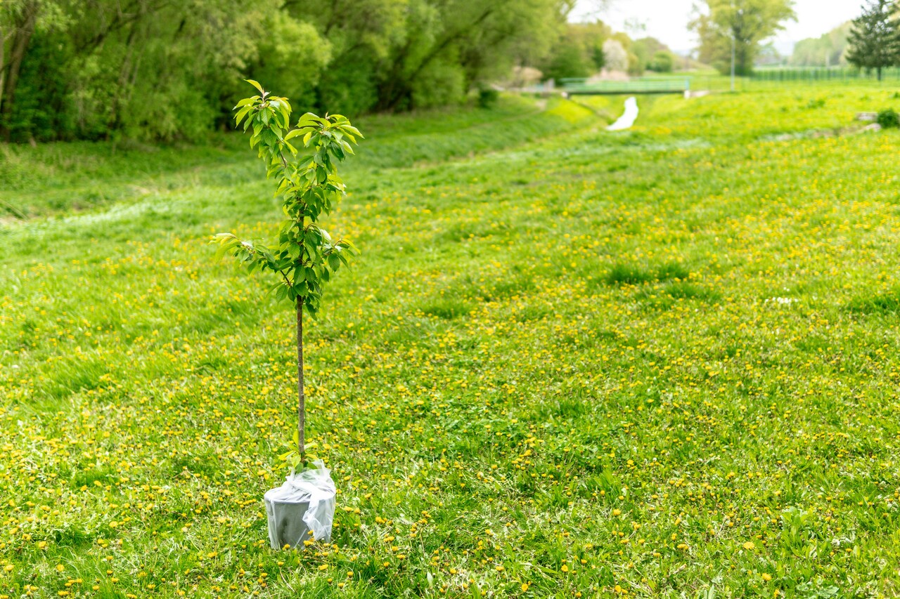 alberi contro il cambiamento climatico
