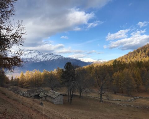 foliage in ritardo