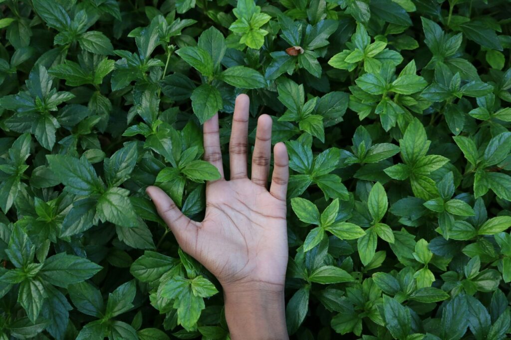 piante percepiscono il tocco