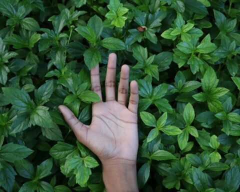 piante percepiscono il tocco