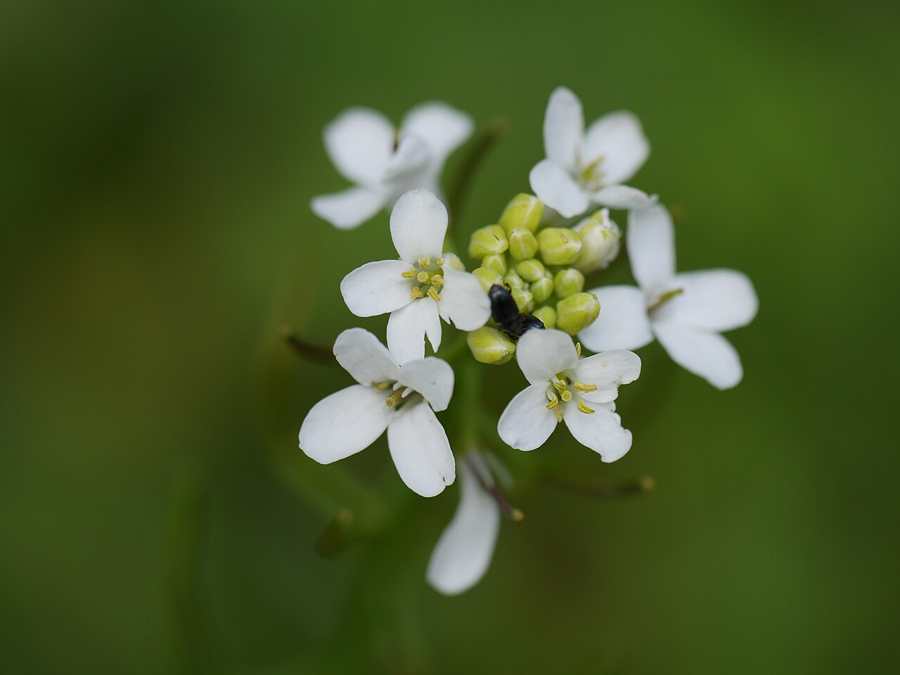 Inflorescenza di Arabidopsis thaliana, più comunemente chiamata "arabetta comune"