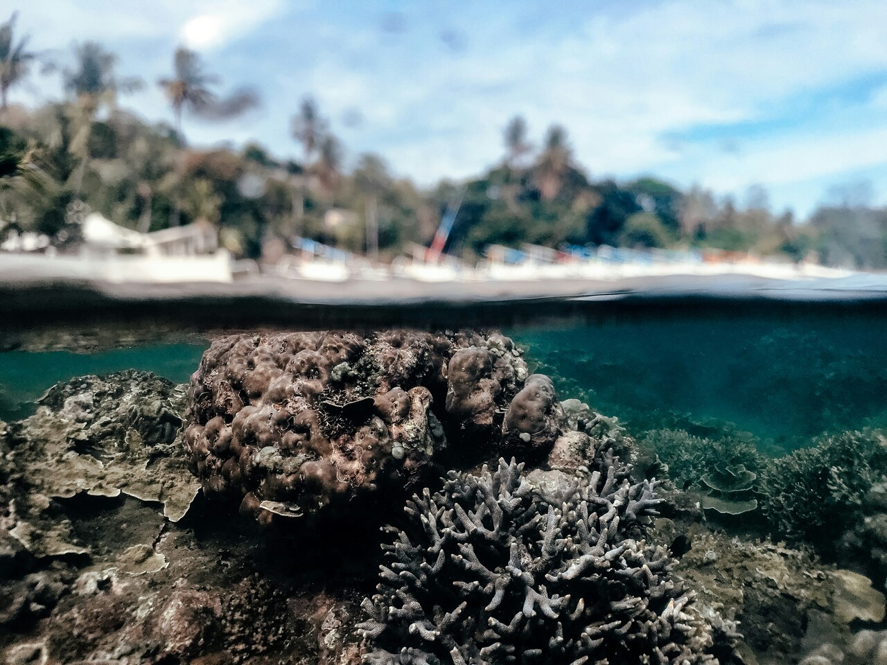 plasticoralli