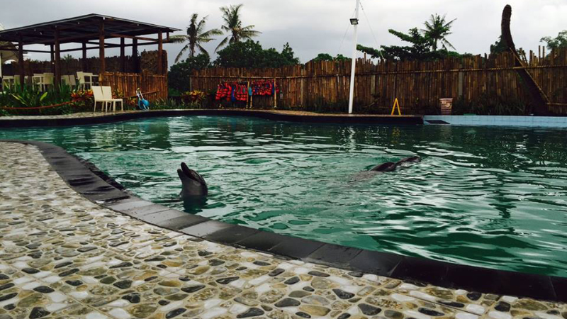 delfino in cattività