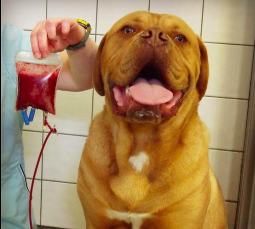 Dog Blood Donors