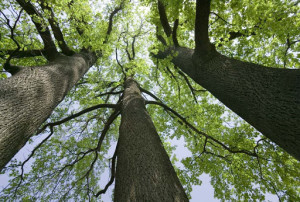 alberi-earth-day