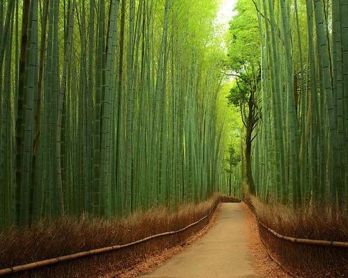Foresta di bambù di Kyoto