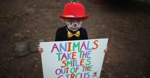 circo senza animali