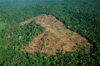 pianeta rasato dalla deforestazione