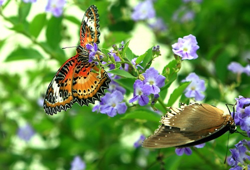 Giardino delle farfalle