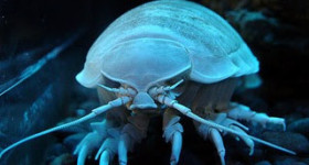 The Bay-Isopodo