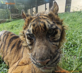 La tigre Melani morta nello zoo di Surabaya