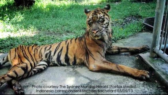 tigre melani morta nello zoo di Surabaya